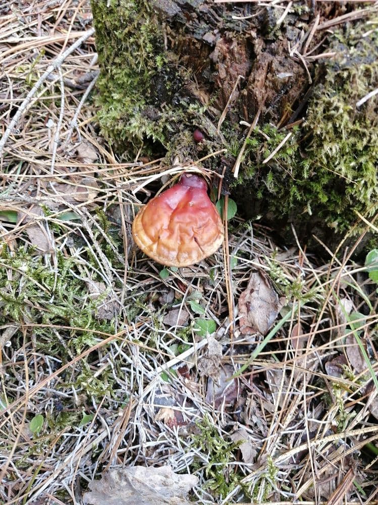 Mycothérapie
