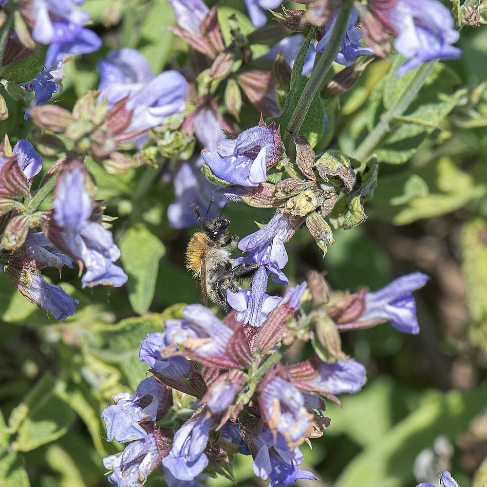 Les plantes pour accompagner la santé féminine